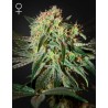 DAMN SOUR · Green House Seeds · cannabis seeds · Fem