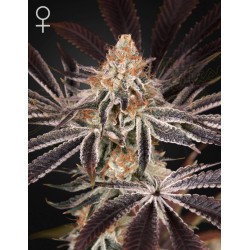 DARK PHOENIX · Green House Seeds · cannabis seeds · Fem