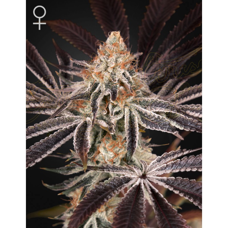 DARK PHOENIX · Green House Seeds · cannabis seeds · Fem