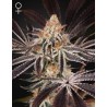 DARK PHOENIX · Green House Seeds · kenevir tohum · Disi · Fem