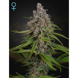 DEEP CANDY · Green House Seeds · kenevir tohum · Disi · Fem