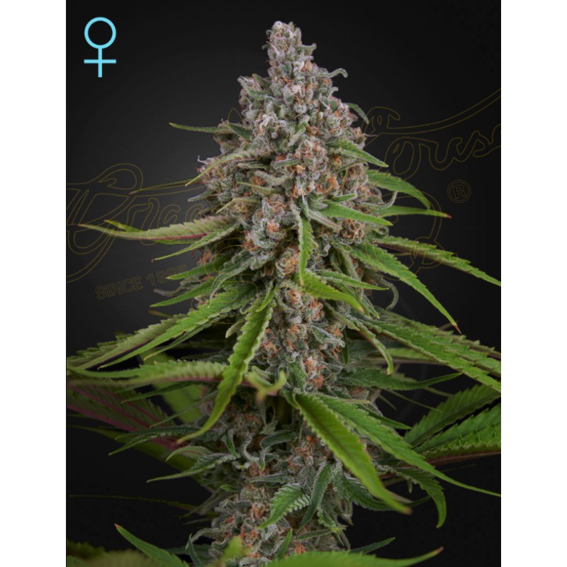 DEEP CANDY · Green House Seeds · kenevir tohum · Disi · Fem