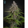 DEEP CANDY · Green House Seeds · cannabis seeds · Fem