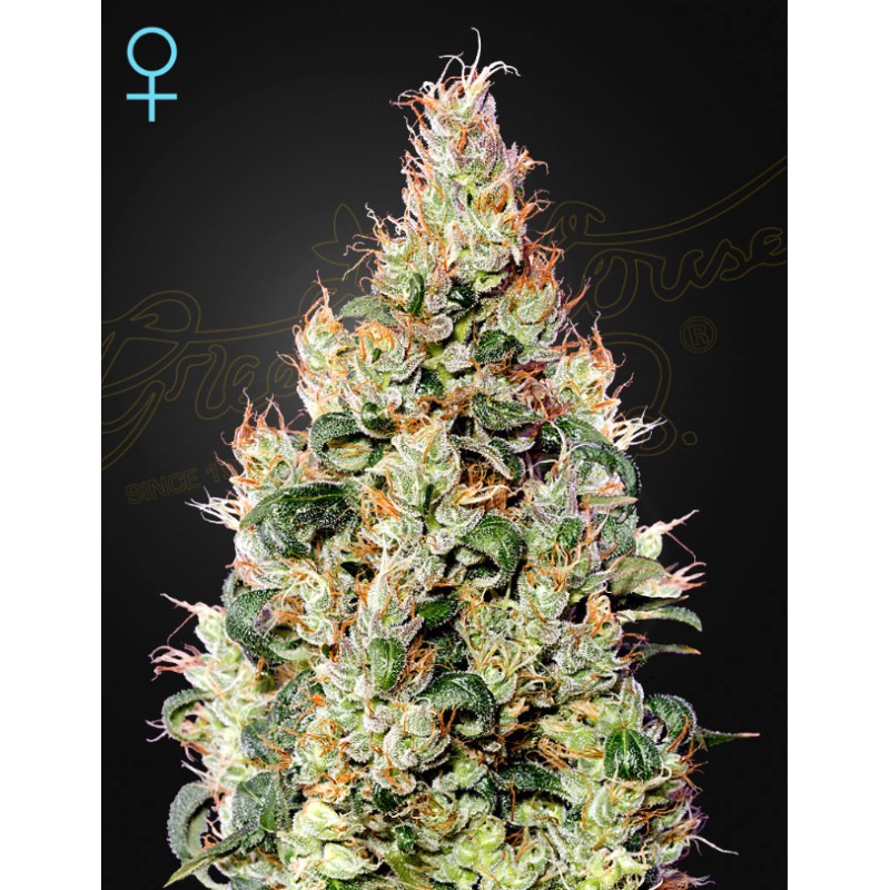 EXODUS CHEESE AUTO CBD · Green House Seeds · cannabis seeds · Auto Fem