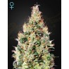 EXODUS CHEESE AUTO CBD · Green House Seeds · cannabis seeds · Auto Fem
