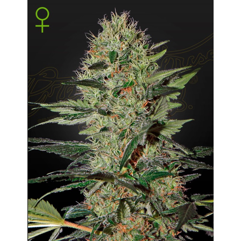 EXODUS CHEESE AUTO · Green House Seeds · cannabis seeds · Auto Fem