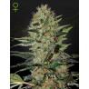 EXODUS CHEESE AUTO · Green House Seeds · cannabis seeds · Auto Fem