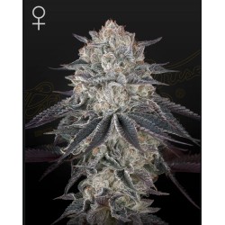 FULLGAS · Green House Seeds · cannabis seeds · Fem