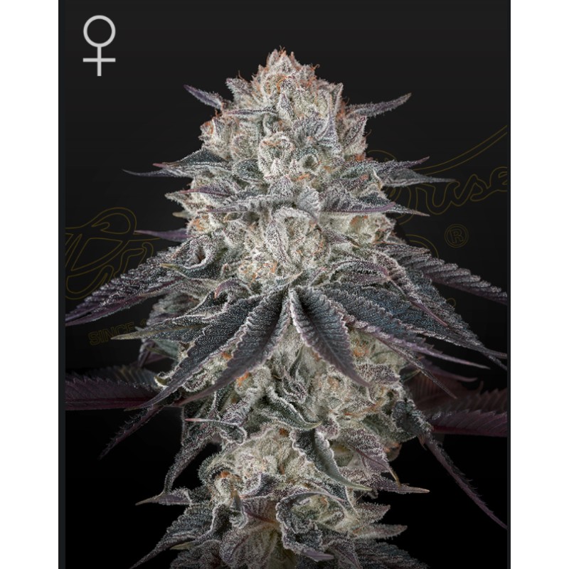 FULLGAS · Green House Seeds · kenevir tohum · Disi · Fem