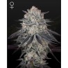 FULLGAS · Green House Seeds · kenevir tohum · Disi · Fem
