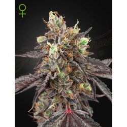 GELATO 41 X GELATO 41 AUTO · Green House Seeds · kenevir tohum · Disi · Auto Fem