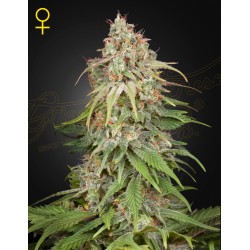 GH AMNESIA · Green House Seeds · kenevir tohumu · Disi · Fem