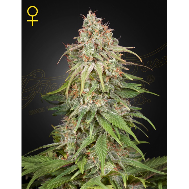 GH AMNESIA · Green House Seeds · cannabis seeds · Fem