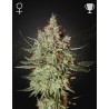 GH CHEESE · Green House Seeds · kenevir tohum · Disi · Fem
