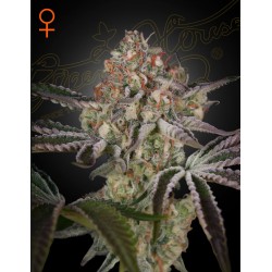 GREAT WHITE SHARK · Green House Seeds · kenevir tohum · Disi · Fem