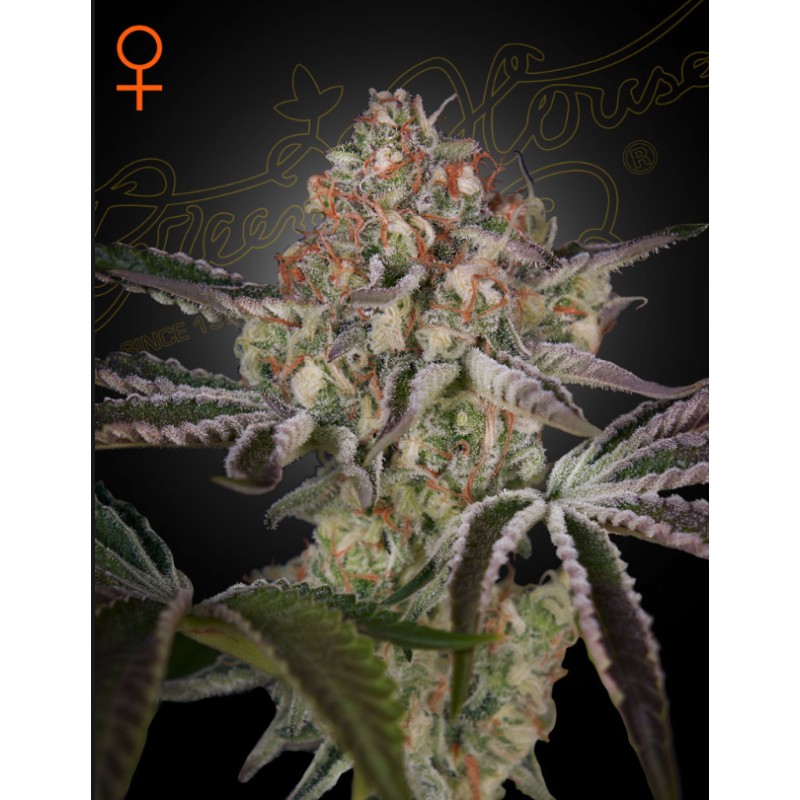 GREAT WHITE SHARK · Green House Seeds · kenevir tohum · Disi · Fem