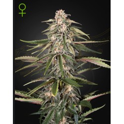 GREEN-O-MATIC · Green House Seeds · kenevir tohum · Disi · Auto Fem