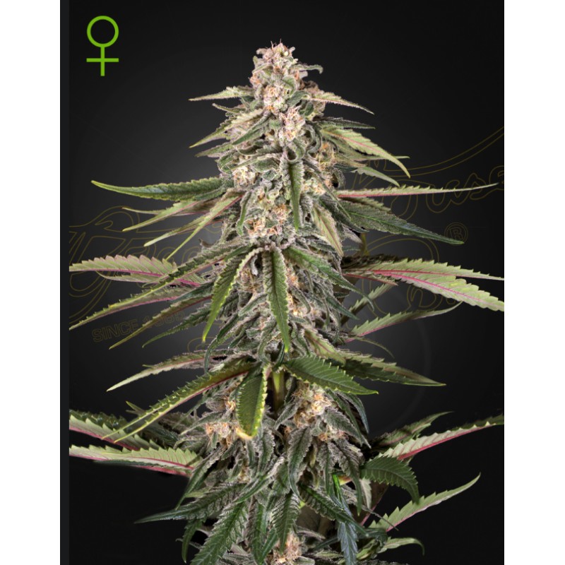 GREEN-O-MATIC · Green House Seeds · cannabis seeds · Auto Fem