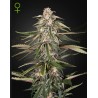 GREEN-O-MATIC · Green House Seeds · kenevir tohum · Disi · Auto Fem