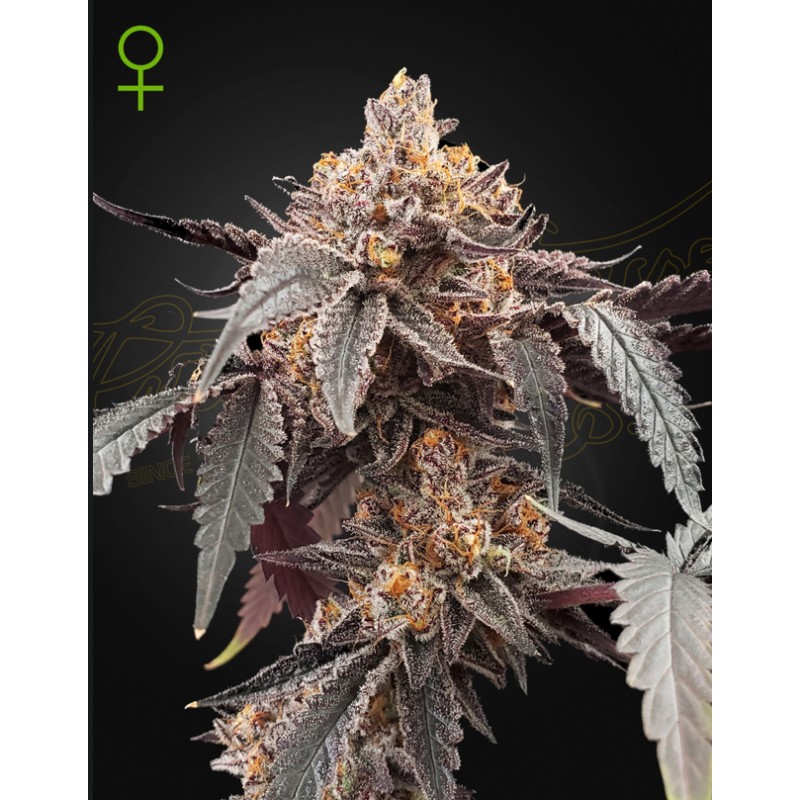 GUAVA X GELATO 41 AUTO · Green House Seeds · cannabis seeds · Auto Fem