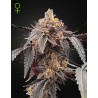 GUAVA X GELATO 41 AUTO · Green House Seeds · cannabis seeds · Auto Fem