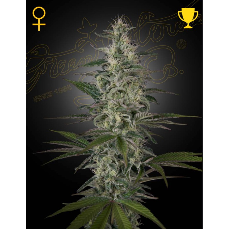 HAWAIIAN SNOW · Green House Seeds · kenevir tohum · Disi · Fem