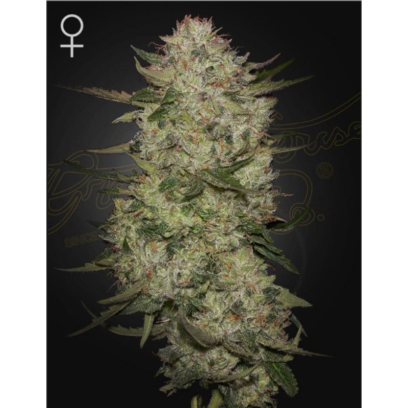 HIGHCLOUDZ AUTO · Green House Seeds · cannabis seeds · Auto Fem