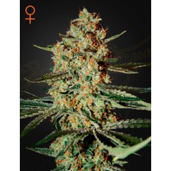 HIMALAYA GOLD · Green House Seeds · cannabis seeds · Fem