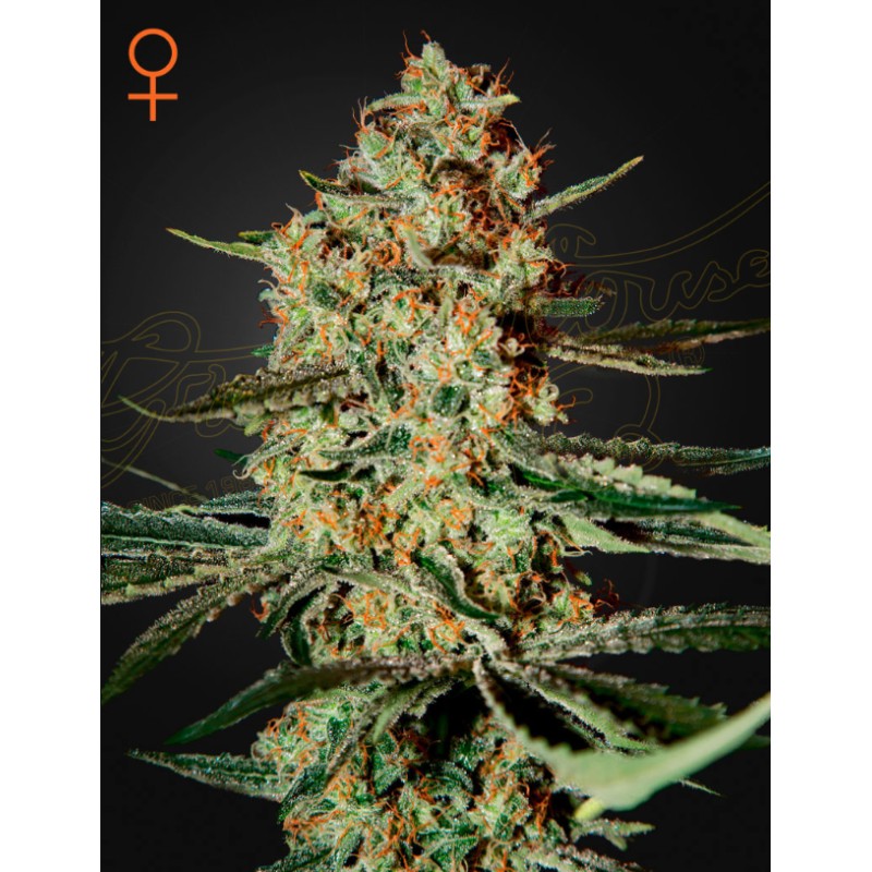 HIMALAYA GOLD · Green House Seeds · kenevir tohum · Disi · Fem
