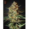 HIMALAYA GOLD · Green House Seeds · kenevir tohum · Disi · Fem