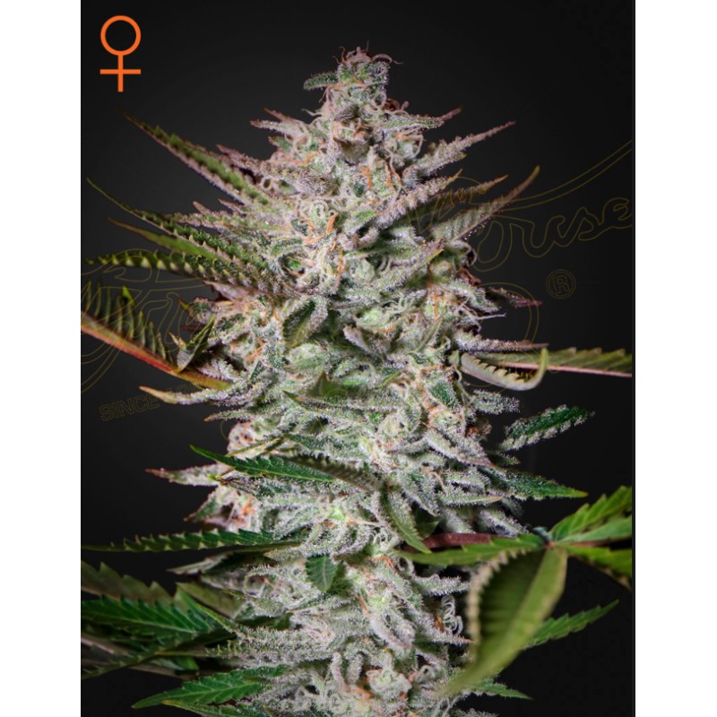 HOLY PUNCH · Green House Seeds · cannabis seeds · Fem