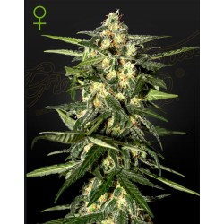 JACK HERER AUTO · Green House Seeds · cannabis seeds · Auto Fem