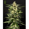 JACK HERER AUTO · Green House Seeds · cannabis seeds · Auto Fem