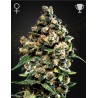 JACK HERER · Green House Seeds · kenevir tohum · Disi · Fem