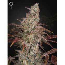 JACKS DREAM · Green House Seeds · cannabis seeds · Fem