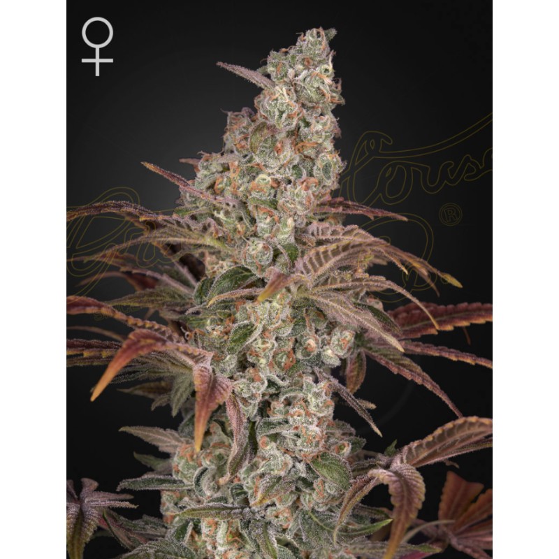 JACKS DREAM · Green House Seeds · kenevir tohum · Disi · Fem