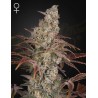 JACKS DREAM · Green House Seeds · cannabis seeds · Fem