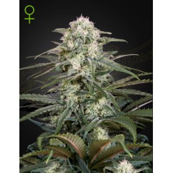 KALASHNIKOVA  AUTO · Green House Seeds · cannabis seeds · AutoFem