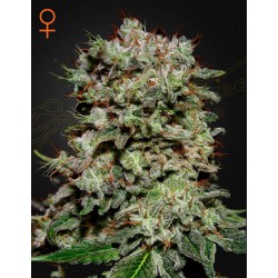 KALASHNIKOVA · Green House Seeds · kenevir tohum · Disi · Fem