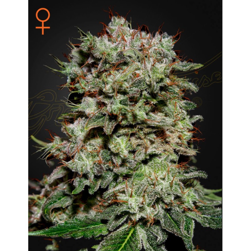 KALASHNIKOVA · Green House Seeds · cannabis seeds · Fem