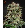 KALASHNIKOVA · Green House Seeds · kenevir tohum · Disi · Fem