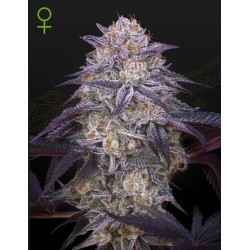 KING'S JUICE AUTO · Green House Seeds · kenevir tohum · Disi · AutoFem
