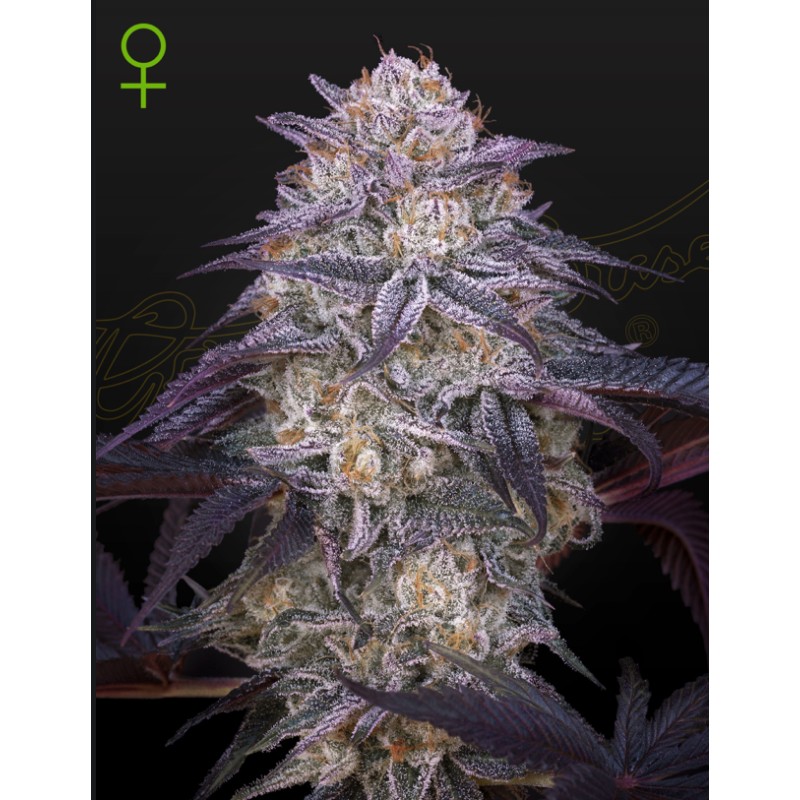 KING'S JUICE AUTO · Green House Seeds · cannabis seeds · AutoFem