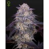 KING'S JUICE AUTO · Green House Seeds · cannabis seeds · AutoFem