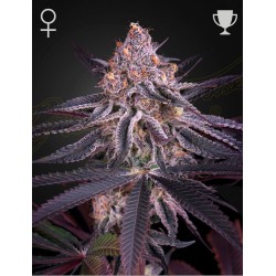 KING'S JUICE · Green House Seeds · cannabis seeds · Fem