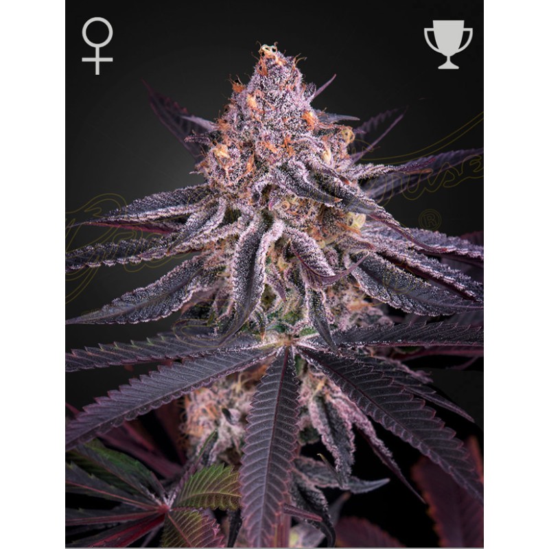 KING'S JUICE · Green House Seeds · kenevir tohum · Disi · Fem