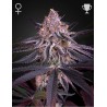 KING'S JUICE · Green House Seeds · cannabis seeds · Fem