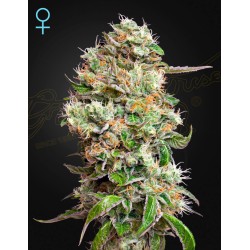 KING'S KUSH AUTO CBD  · Green House Seeds · kenevir tohum · Disi · Auto Fem