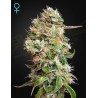 KING'S KUSH AUTO CBD  · Green House Seeds · kenevir tohum · Disi · Auto Fem