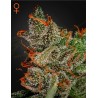 KING'S KUSH · Green House Seeds · cannabis seeds · Fem